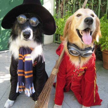 Llega el primer Antroxu animal de Grau