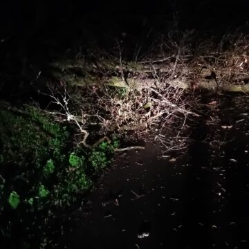 Arbol Carretera Castañedo 05-03-2026 (1) La caída de un árbol en Castañedo, en Belmonte, aviva la preocupación de los vecinos
