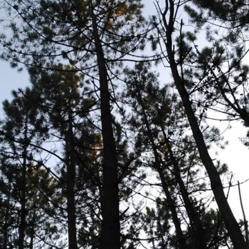 Los ecologistas alegan contra el Plan Forestal, «es productivista»