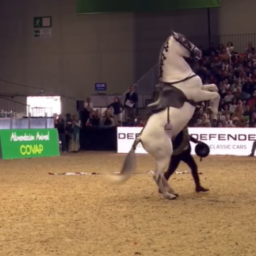 Todo a punto para la XXI Feria del Caballo de Belmonte