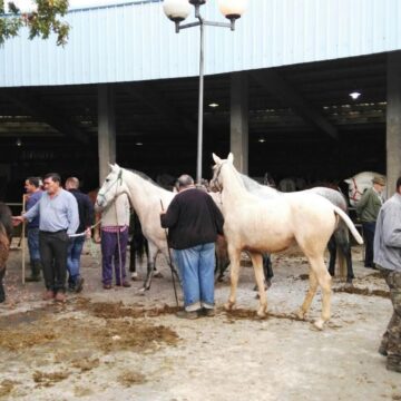 san-simon-6 Grau abre la inscripción para su I Concurso de Ganado Equino