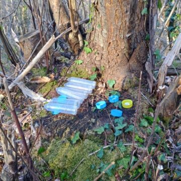 Más de 675.000 parasitoides de la avispilla del castaño para salvar los bosques asturianos