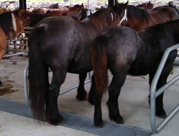 La Feria Ganadera de la Primera Flor se celebrará para equino, ovino, caprino y porcino