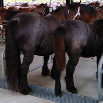 Llega el I Certamen de Ganado Equino de Grau