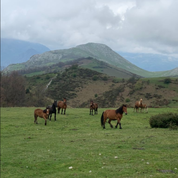 Llega el III Concurso Exposición de Ganado Caballar de Quirós