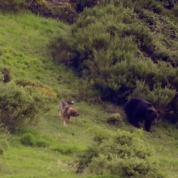 Un mastín protege a sus vacas de un oso en Somiedo