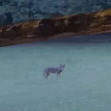 Graban a un lobo a las puertas de Oviedo