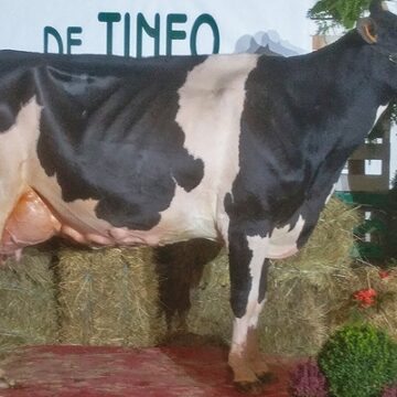 Cancelado el Concurso de Ganado de Tineo por la Dermatosis Nodular Contagiosa