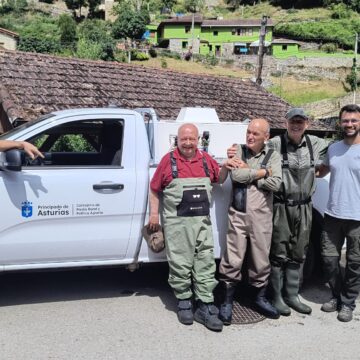 30.000 alevines de trucha autóctona para el río Trubia