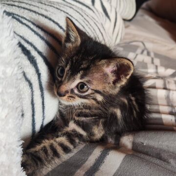 Salas pide colaboración para conseguir familias para cuatro gatitos