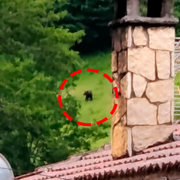 Un oso entra en un corral en Veigas (Somiedo)y mata tres cerdos