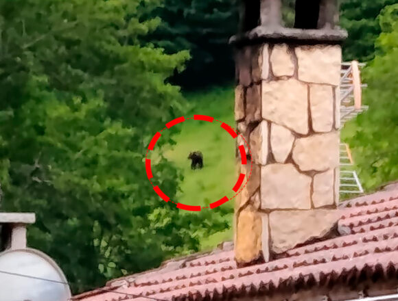 oso veigas portada Un oso entra en un corral en Veigas (Somiedo)y mata tres cerdos