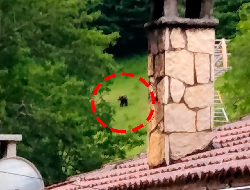oso veigas portada Un oso entra en un corral en Veigas (Somiedo)y mata tres cerdos