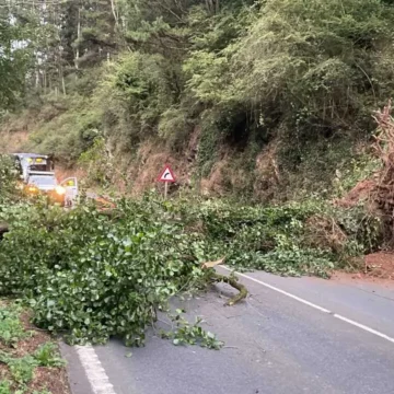 2026070220381829949 Un árbol caído corta la AS-15 a la altura de Argancinas (Cangas)