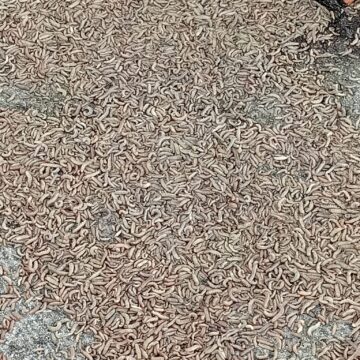 WhatsApp Image 2026-07-13 at 10.02.16 Alarma en Tineo por el ‘gusano soldado’: «Llevan diez días sulfatando y no acaban con él»