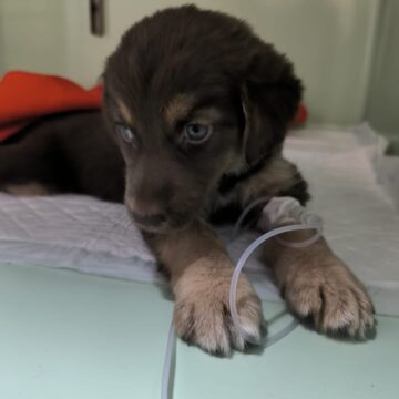 La protectora moscona Grao Animals, desbordada por los abandonos del verano