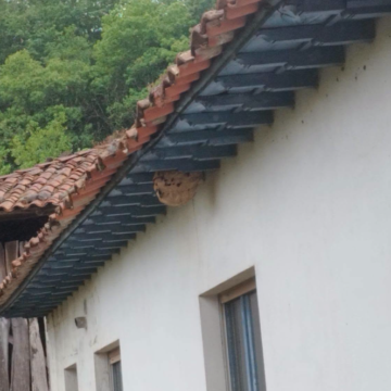 image El Ayuntamiento de Salas elimina 85 nidos de avispa velutina en el concejo