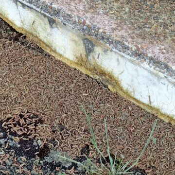 Una plaga de gusanos obliga a desalojar viviendas en Tineo