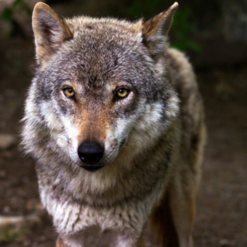 Tineo y Salas, entre los concejos con más daños de lobo de Asturias