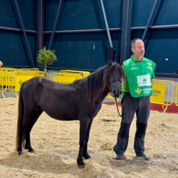 ‘Orbayu IV’, propiedad de Pablo Lázaro de Salas, Campeón Nacional de la Raza Asturcón