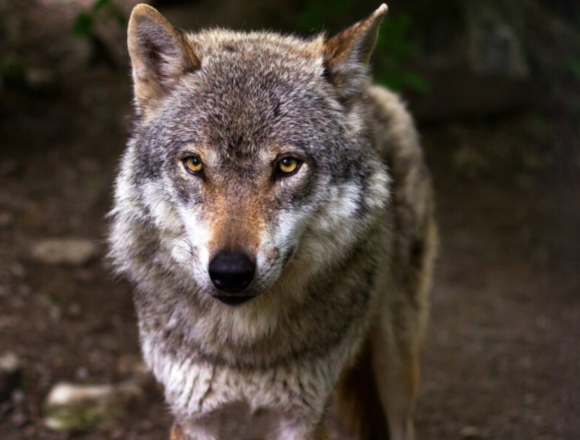 image Tineo y Salas, entre los concejos con más daños de lobo de Asturias