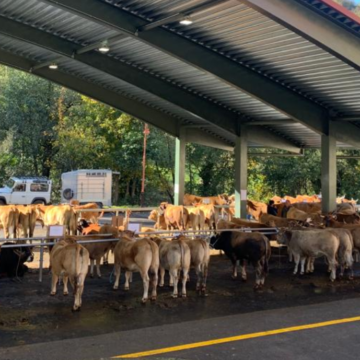 Medio Rural autoriza las ferias y concursos de ganado desde el 1 de noviembre
