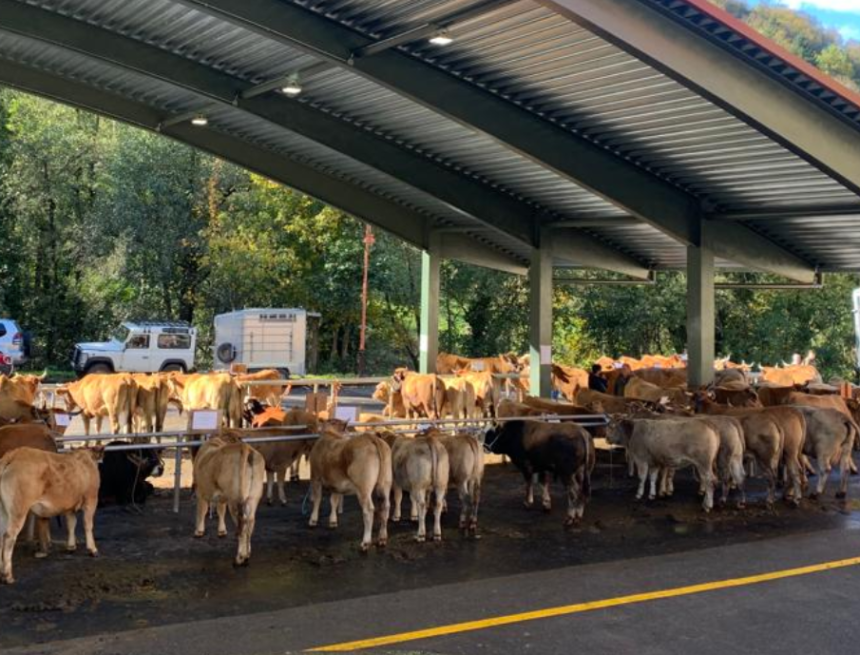 image Medio Rural autoriza las ferias y concursos de ganado desde el 1 de noviembre