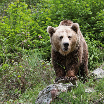 oso cantábrico foa La Fundación Oso de Asturias organiza una jornada técnica sobre el futuro del oso pardo