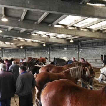 san-simon-5 (1) Grado prepara la feria de San Simón, referente del sector equino en el norte de España